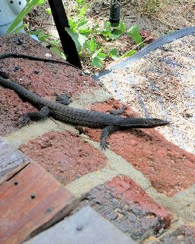lizard