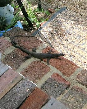 lizard 2