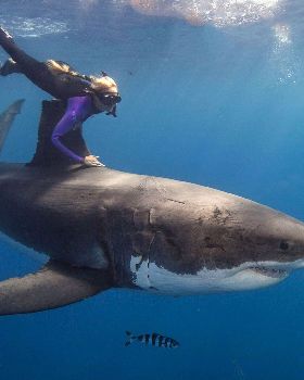 ??? The woman who swims with sharks-1743578