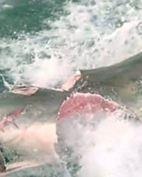 Great white bitten by greater white