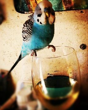 Birdie