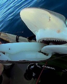 SHARK 1 001