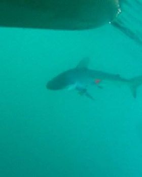 SHARK 4 001