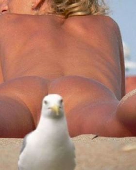 Seagulls