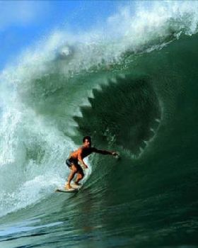 requin