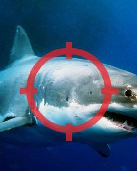 Shark