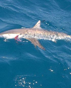 Stevo's Shark