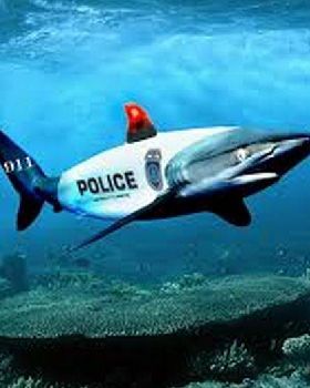 shark3
