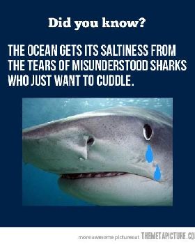 funny-shark-crying-tears