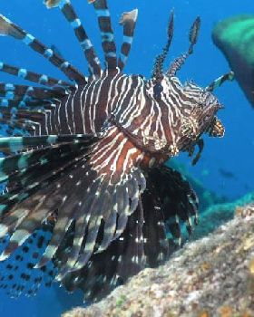 Lionfish 5