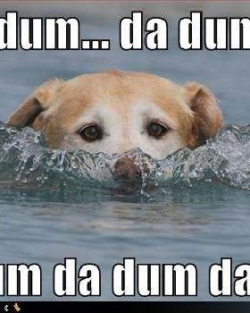 funny-dog-pictures-dog-pretends-to-be-a-shark