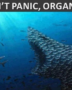 shark thread