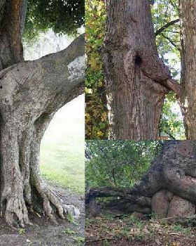 trees