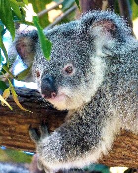 Koala