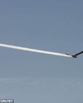 bird vapor trail