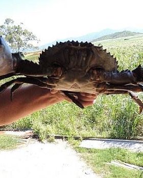 crab