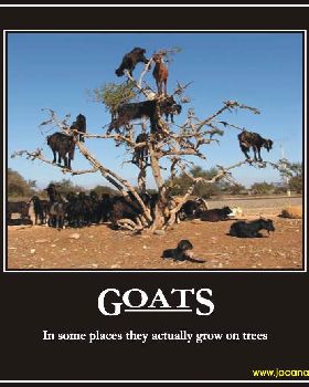 Goats