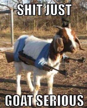 goat