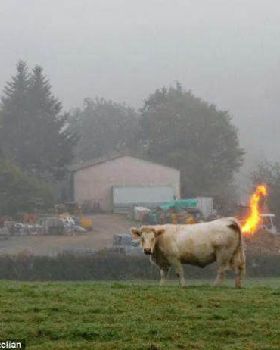 photos-mess-with-mind-cow-farts-fire