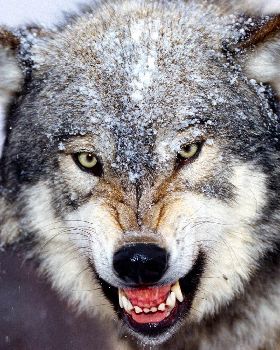 Bared Teeth  Grey Wolf