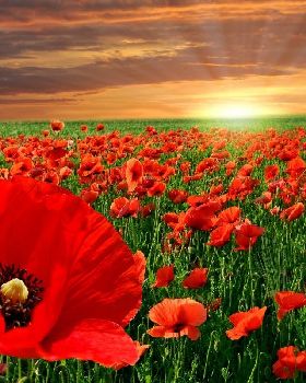 9315 red-poppy-flowers-1280x800