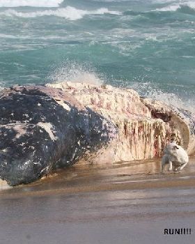 WHALES   POGO,S 065COPY