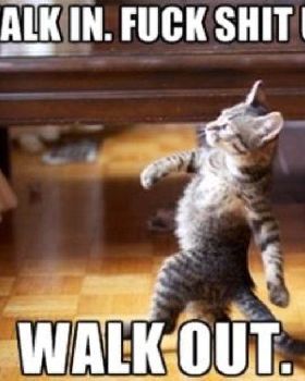 cat meme