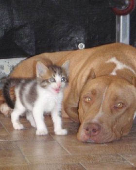 Chat-Chat et sa maman Roxy