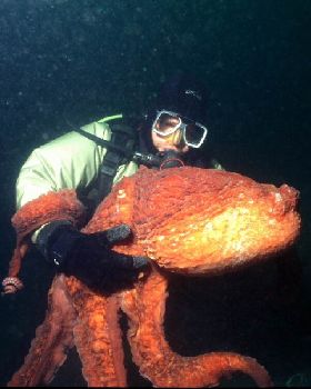 octopus