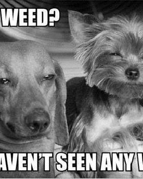 weed