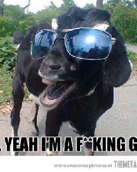 funny-goat-sunglasses-cool[1]