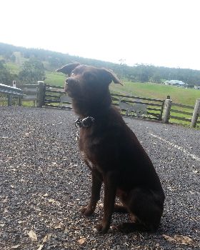 Bowie the Kelpie