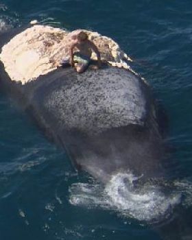 whale