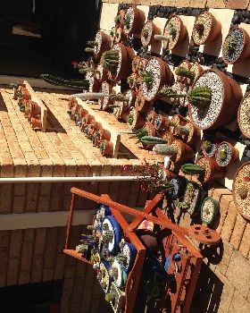 Cacti Garden