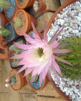 Big Pink Flower
