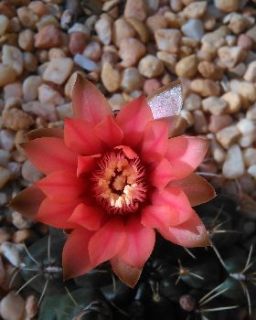 Red Flower Close Up