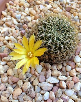 Yellow Flower