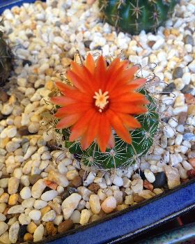 Little Orange Flower