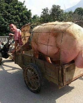 pig-balls