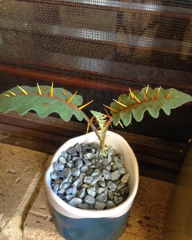 spikey