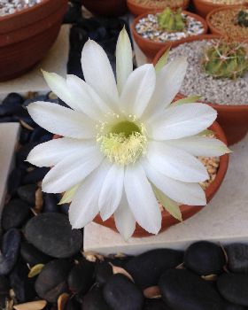 bald hedgehog flower