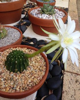 bald hedgehog flower 2