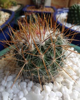 gold spines