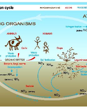 TREND10-2S-nitrogen-cycle.eps.zoom