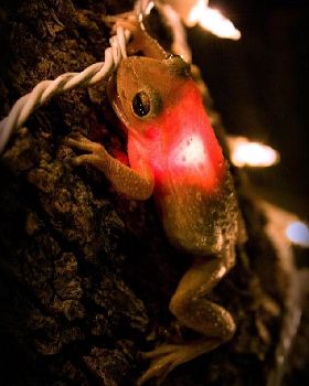 FrogSwallowChristmasLight