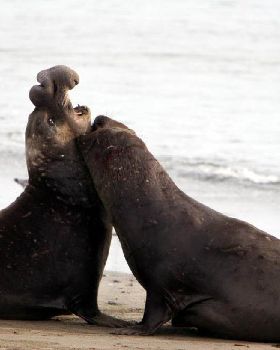 cali seals fight13