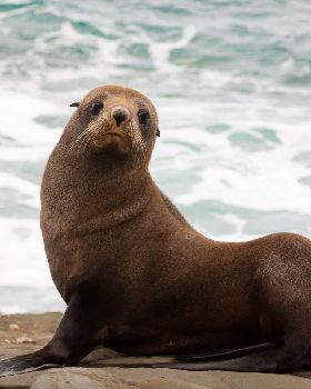 New-Zealand-Fur-Seal