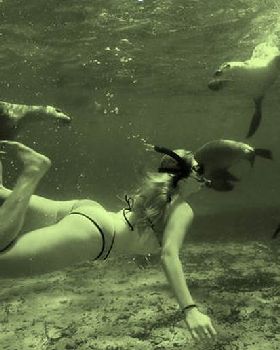 Shark Vision