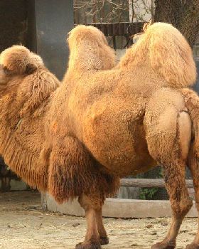 camels