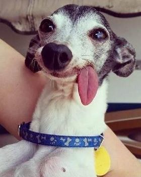 fun-animals-13